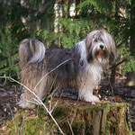 Milka, Königin der Wälder