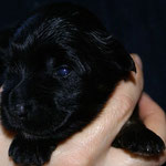 Rüde Nr. 2 - Black-and-tan-Boy - 2 Wochen alt