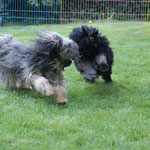 Zu Besuch bei den Cho-oyus:  Li-ma und Yeshi beim Toben und Spielen