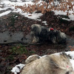 F-chen Neujahrspaziergang im Nebel - 1.1.2015