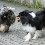 Mon-sha verliebt! Hier mit Sheltie-Freundin Angel