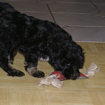 F-Wurf - Yeshi - 8,5 Wochen alt
