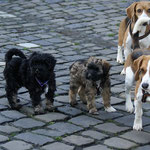 Training in der Hundeschule DogFidence - Januar 2014