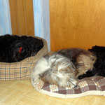 Kuscheltibis
