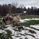 Mutter und Tochter beim Toben auf der Wiese