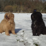 Bya-ra und Kar-mi im Schnee - 25.2.15