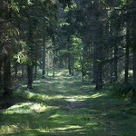 Der Weg ins Ungewisse