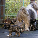 F-Wurf - 6 Wochen alt - mit Mama auf der Terrasse