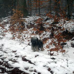 F-chen Neujahrspaziergang im Nebel - 1.1.2015