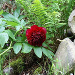 Gartenimpressionen (Pfingstrose)