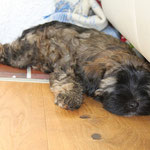 F-Wurf - Mon-sha im neuen Zuhause - Januar 2014