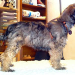 Hundeschule DogFidence - Femi in Pose - 15,5 Wochen alt