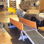 Hundeschule DogFidence