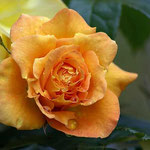 Westerland