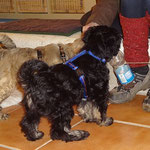 Hundeschule DogFidence