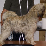 Fiona - 11 Monate - beim Ringtraining