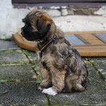 Training in der Hundeschule DogFidence - Januar 2014