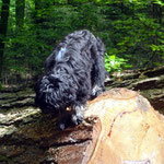 Spaziergang mit Yeshi im Wald - Mai 2014