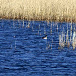 Und noch einmal blaues Wasser und als Kontrast das helle Schilf