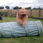 Bya-ra ganz sportlich beim Agility