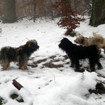 F-chen Neujahrspaziergang im Nebel - 1.1.2015