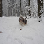 Spaziergang mit Milka im winterlichen Wald
