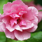 alte Strauchrose, Name unbekannt