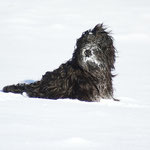 Yeshi im Schnee