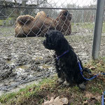 F-Wurf - Femi und Yeshi im Opelzoo - 15 Wochen alt