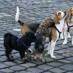 Training in der Hundeschule DogFidence - Januar 2014