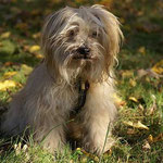 Herbst - Indra im November 2011