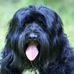 Bommel