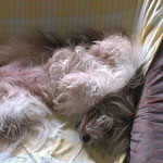 Milka am 3.9.2013