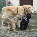 Hundeschule DogFidence