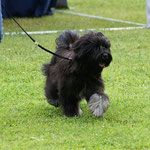 Yeshi in Gudensberg - Jüngstenklasse - 29.6.14 - Im Ring