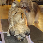 Hundeschule DogFidence