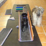Hundeschule DogFidence
