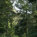 Verwunschene Wege 