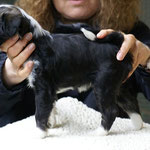 Zu Besuch bei den Cho-oyus: Cho-oyu Welpe, Hündin, 6 Wochen alt
