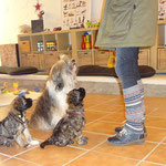 Mon-sha und Femi mit Mama Milka in der Hundeschule DogFidence