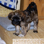 Training in der Hundeschule DogFidence - Januar 2014