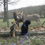 F-Wurf - Femi und Yeshi im Opelzoo - 15 Wochen alt - Die besten Plätze in der ersten Reihe