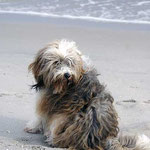 Milka in Dänemark am Strand im Herbsturlaub 2011