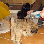 Hundeschule DogFidence