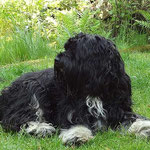Bommel
