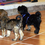 Training in der Hundeschule DogFidence - Januar 2014