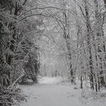 Verschneiter Wald
