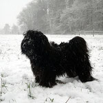Yeshi im Schnee