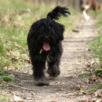 Spaziergang im Wald - Yeshi