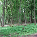 Spaziergang mit Yeshi im Wald - Mai 2014